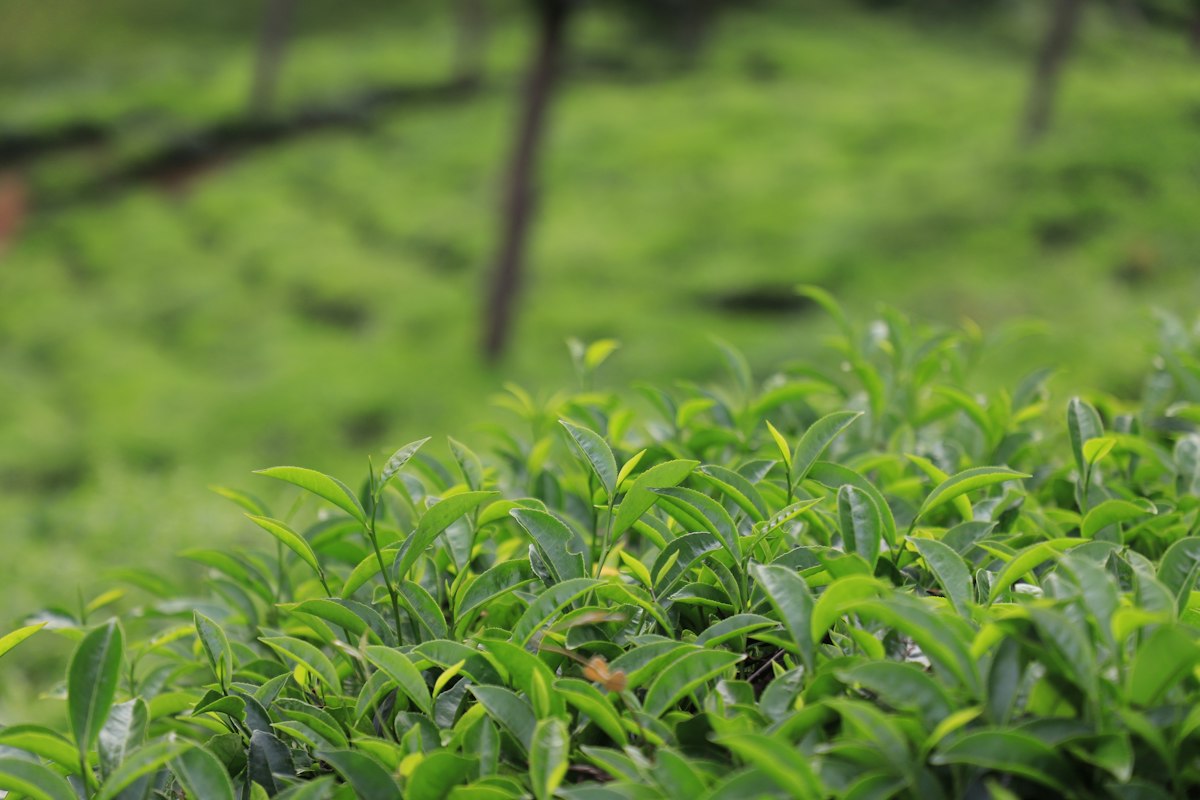Pu-Erh Tee und sportliche Performance